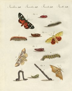 Papillons de nuit allemands - German School