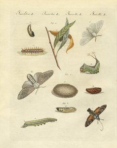 Papillons de nuit allemands