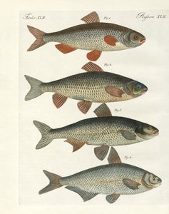 Poissons de rivière allemands - German School