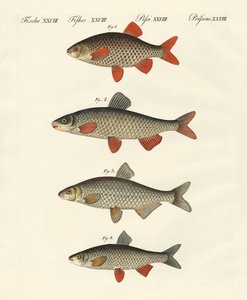 Poissons de rivière allemands