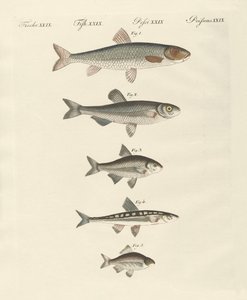 Poissons de rivière allemands