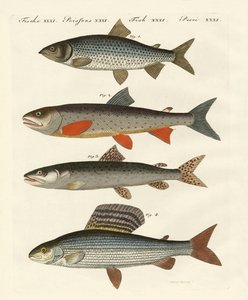 Poissons de rivière allemands - German School