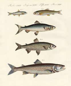 Poissons de rivière allemands - German School