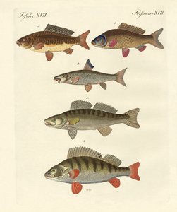 Poissons de mer allemands - German School