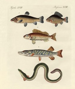 Poissons de mer allemands