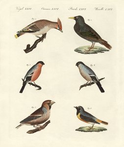 Oiseaux chanteurs allemands - German School