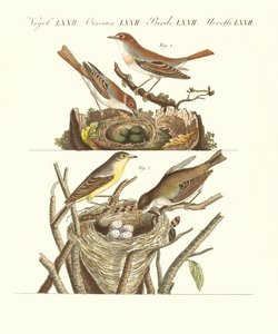 Oiseaux chanteurs allemands