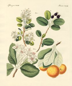 Espèces de bois allemand