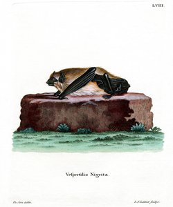 Grande chauve-souris domestique
