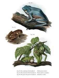 Grenouille feuille géante