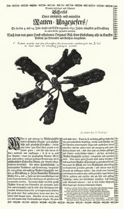 Rats géants attrapés à Strasbourg en 1683 - German School