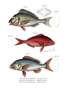 Dorade royale