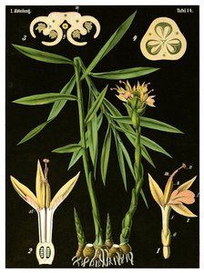 Gingembre (Zingiber officinale Roscoe) - German School