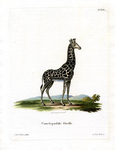 Girafe - German School