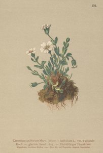 Oreille de souris des glaciers (Cerastium uniflorum)
