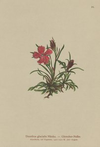 Œillet des glaciers (Dianthus glacialis) - German School