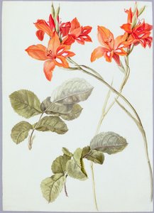 Glaïeuls et feuilles de rose, c.1790