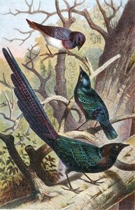 Étourneaux brillants, planche de "Brehms Tierleben: Allgemeine Kunde des Tierreichs", vol 4, p. 392, publié par Bibliographisches Institut - German School