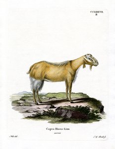 Chèvre Sans Cornes - German School