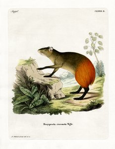 Agouti à croupe dorée