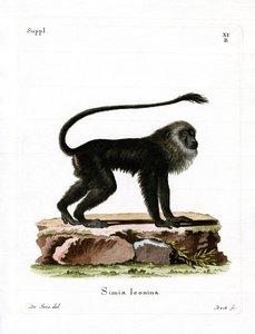 Tamarin lion doré - German School