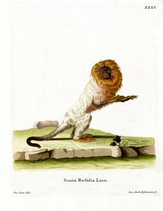 Tamarin lion doré - German School