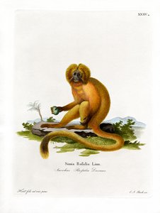 Tamarin lion doré - German School