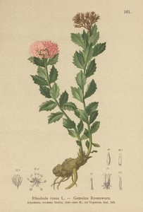 Rhodiola rosea - German School