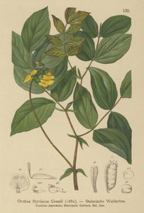 Vesce dorée (Orobus styriacus)