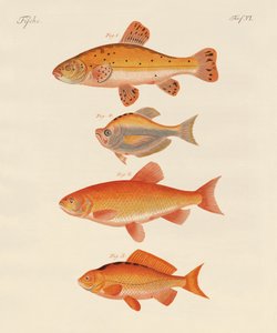 Poisson rouge - German School
