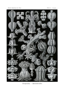 Gorgonida, 1899-1904 - German School