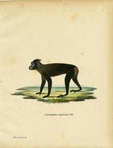 Macaque de Gorontalo - German School