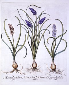 Muscari, de Hortus Eystettensis, par Basil Besler, pub. 1613