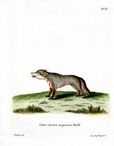 Renard gris