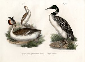 Grèbe huppé, 1864 - German School
