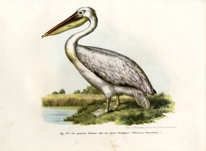 Grand pélican blanc, 1864 - German School