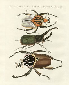 Grands et rares coléoptères étrangers
