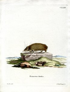 Grand hérisson tenrec