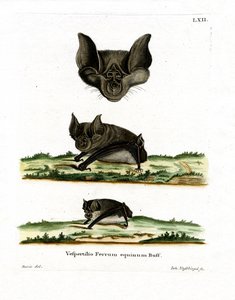 Grand rhinolophe - German School