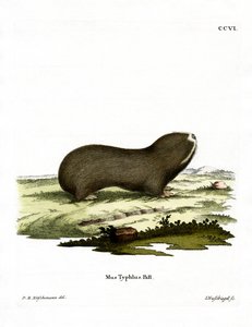 Grand rat-taupe - German School
