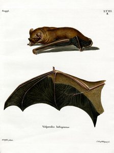 Noctule grand