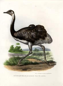 Émeu, 1864