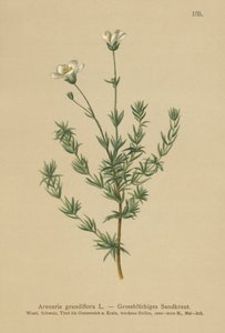 Grande sabuline (Arenaria grandiflora) - German School