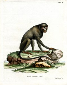Singe à nez tacheté