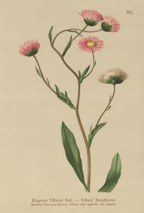 Vergerette grecque (Erigeron villarsii, Erigeron atticus)