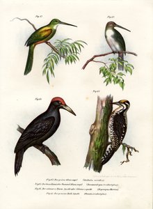 Jacamar à queue verte, 1864 - German School