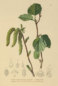 Aulne vert (Alnus viridis) - German School