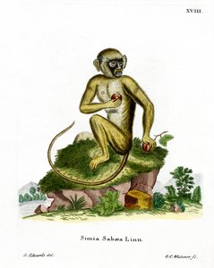 Singe vert