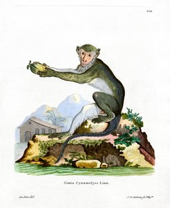 Singe vert - German School