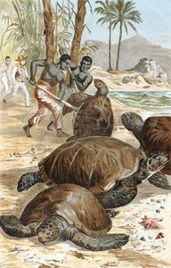 Tortue verte, planche de "Brehms Tierleben: Allgemeine Kunde des Tierreichs", vol.7, p.596, publié par Bibliographisches Institut